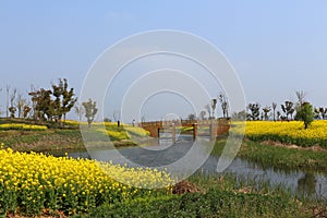 Suzhou Yangcheng Lake scenery, canola flower, yellow