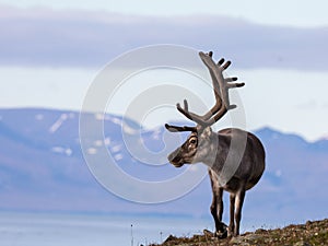 Svalbard male reindeer with big antlers walking in Bjorndalen in summer, Svalbard