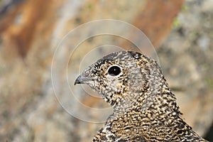 Svalbard Rock ptarmigan, female with summer plumage, Svalbard, close up