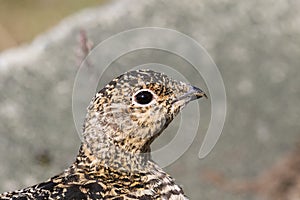 Svalbard Rock ptarmigan, female with summer plumage, Svalbard, close up