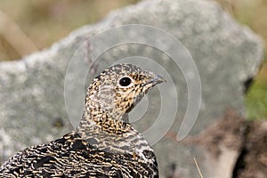 Svalbard Rock ptarmigan, female with summer plumage, Svalbard, close up