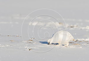 Svalbard Rock ptarmigan, Lagopus muta hyperborea, bird with winter plumage, searching for food in the snow at Svalbard photo