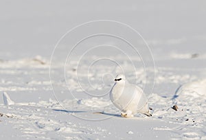 Svalbard Rock ptarmigan, Lagopus muta hyperborea, bird with winter plumage, in the snow at Svalbard photo