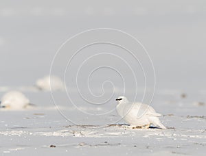 Svalbard Rock ptarmigan, Lagopus muta hyperborea, bird with winter plumage, in the snow at Svalbard photo