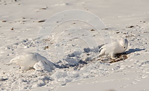 Svalbard Rock ptarmigan, Lagopus muta hyperborea, with winter plumage, searching for food in the snow at Svalbard photo