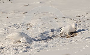 Svalbard Rock ptarmigan, Lagopus muta hyperborea, with winter plumage, searching for food in the snow at Svalbard