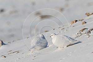 Svalbard Rock ptarmigan, Lagopus muta hyperborea, with winter plumage, in the snow at Svalbard photo