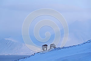 Svalbard wildlife. Wild Reindeer, Rangifer tarandus, with massive antlers in snow, Svalbard, Norway. Svalbard caribou, wildlife