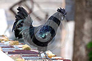 SvarthÃ¶na Ayam Cemani Kadaknath Black Chicken Rooster Rare