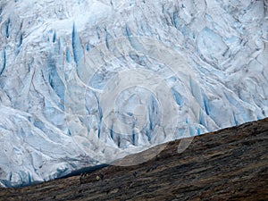 Svartisen glacier photo