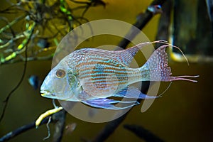 Sven\'s geophagus (lat. Geophagus sven) with beautiful silver stripes on a dark background of the seabed. photo