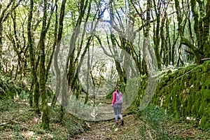 Sveti Ilija - Woman on hiking trail through enchanted ancient laurel sub tropical forest in the Dinaric Alps, Montenegro