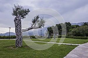 Sveti Stefan, park, olive tree