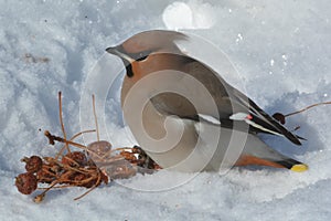 Sviristel` Bombycilla garrulus nebol`shaya ptichka sidit na snegu i yest` yablochki.