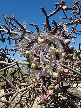 SW Desert Jumping Cholla Cactus Bush Mature Fruit Crop Blue Sky Scene plant Vegatation LandScape