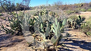 SW Desert  Landscape  Cactus Grove  Vegatation  Prickly Pear  Cholla  Nature Photography photo