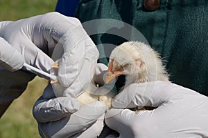 Swabbing chicks test for avian influenza