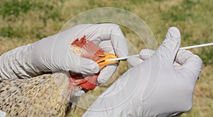 Swabbing rooster throat photo