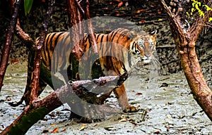 Swagger of the royal Bengal tiger of Sundarban photo