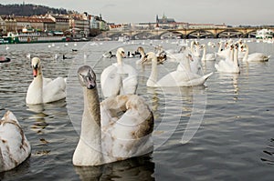 Swags on thre river Vltava, Prague, Czech republic