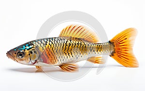 Swai fish isolated on transparent background.
