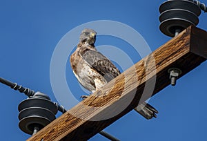 Swainson Hawk on Pole