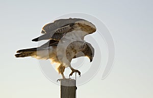 Swainson Hawk on Post