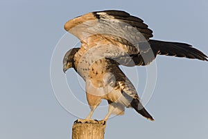Swainson Hawk on Post