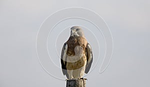 Swainson Hawk Prairie