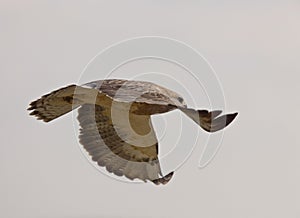 Swainson Hawk Prairie