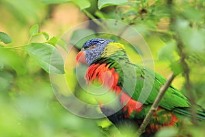 Swainson lorikeet