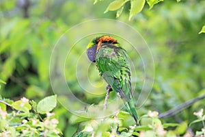 Swainson lorikeet