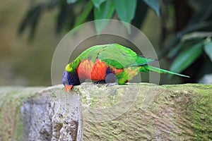 Swainson lorikeet