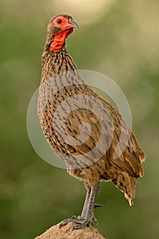 Swainson's francolin