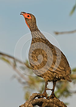 Swainson's francolin calling