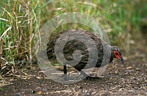 Swainson`s Francolin, francolinus swainsonii, Male, Kenya