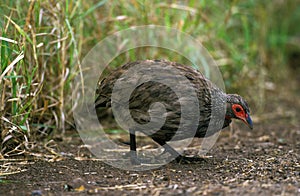 FRANCOLIN DE SWAINSON francolinus swainsonii