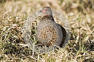 Swainson`s francolin in Kruger National Park