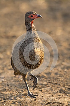 Swainson's Francolin walking in early mornining looking for food