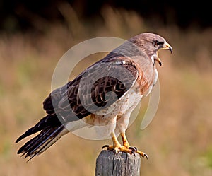 Swainson's Hawk