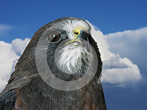 Swainson's Hawk