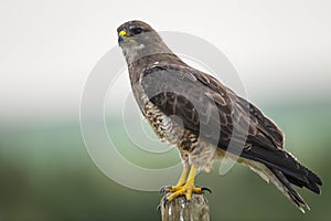 Swainson's Hawk (Buteo swainsoni)