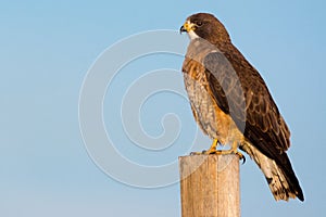 Swainson`s Hawk And Colorado Blue Sky