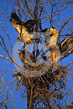 Swainson's Hawk Fledgelings in Nest