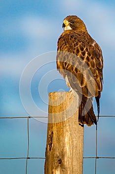 Swainson`s Hawk In Morning Light