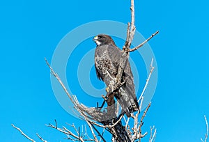 Swainson\'s Hawk Perched on a Snag