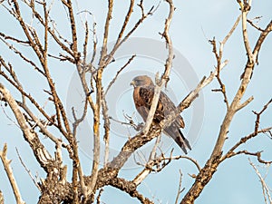 Swainson`s Hawk Perched in Tree