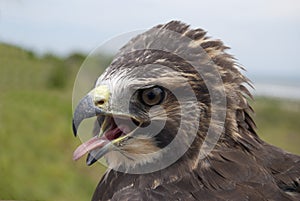 Swainson's Hawk portrait photo