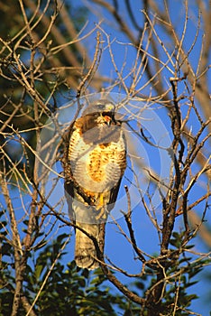 Swainson's Hawk Screeching