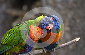 Swainson's Lorikeet